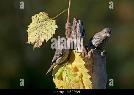 Pair of house finches perched on weathered post in autumn Stock Photo