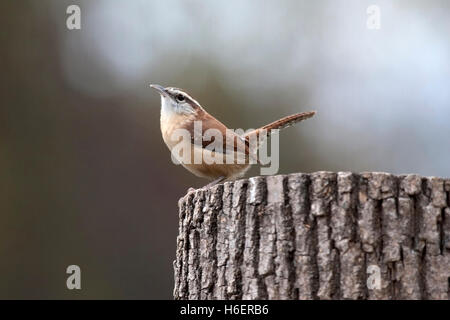 Carolina wren perches on fencepost Stock Photo