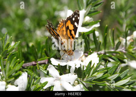 Australian Painted Lady Butterfly Stock Photo