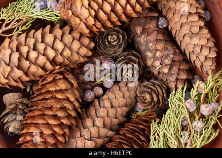 Background with spruce and pine cones, juniper berries, thuja branches. Stock Photo