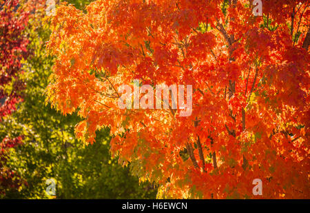 Vibrant fall colors on a beautiful Autumn day near Atlanta, Georgia, USA. Stock Photo