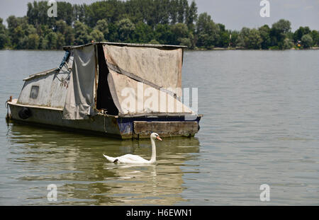A white Mute swan (Cygnus olor) next to a boat in the Sava River, Belgrade, Serbia Stock Photo
