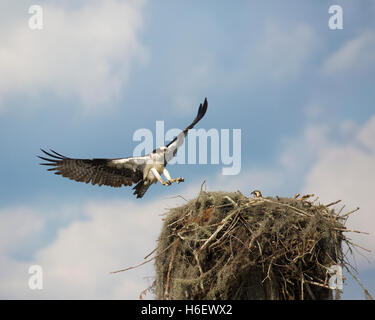 Osprey (Pandion haliaetus) landing on nest with chick in Atchafalaya Swamp, the largest wetland in the USA Stock Photo