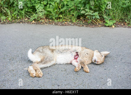 Dead Rabbit (Oryctolagus cuniculus) on country road in England. UK Stock Photo