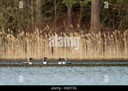 Black-throated Loon / Arctic Loon ( Gavia arctica ), little group in breeding dress, courting together, on a lake in Sweden. Stock Photo