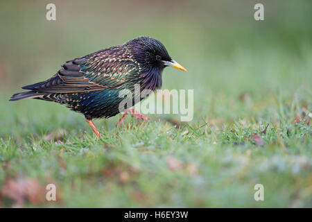 Common Starling ( Sturnus vulgaris ) in colorful breeding dress, searching for food, on the ground, in grass, walking, funny. Stock Photo