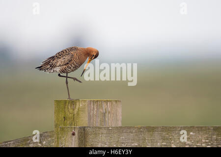 Black-tailed Godwit ( Limosa limosa ), in breeding plumage, perched on a fence post in typical habitat, in funny pose, cleaning. Stock Photo