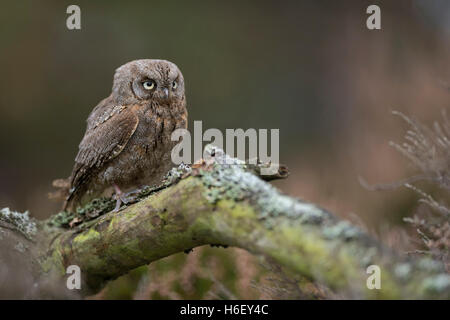 Eurasian Scops Owl / Zwergohreule ( Otus scops ), on a fallen tree, perfect camouflage, looks angry, funny small bird. Stock Photo