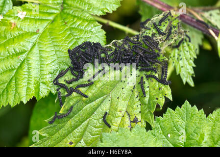 Peacock butterfly, Aglais io, caterpillars on stinging nettle leaves, Hampshire, June Stock Photo