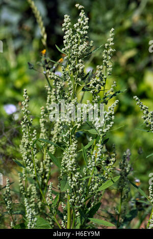 Fat hen, Chenopodium album, flowers and beginning to go to seed and important arable and garden weed, July Stock Photo