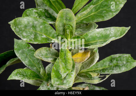 Powdery mildew developing on the leaves of sweet william, Dianthus barbatus, Berkshire, October Stock Photo