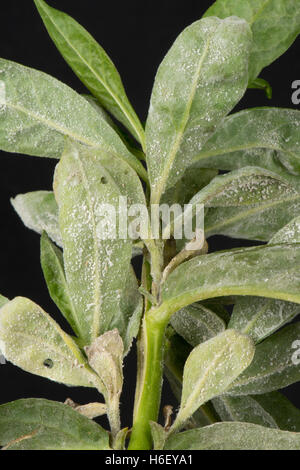 Powdery mildew developing on the leaves of sweet william, Dianthus barbatus, Berkshire, October Stock Photo