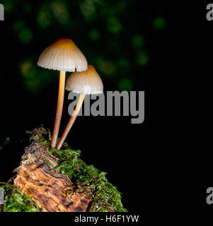 Grooved bonnet toadstool, mushroom.Mycena polygramma. Stock Photo