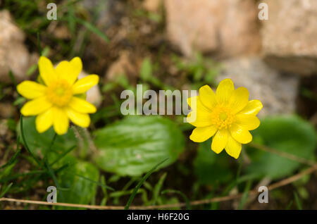 Buttercup, Ranunculus bullatus, yellow plant in flower, Andalusia, Spain. Stock Photo