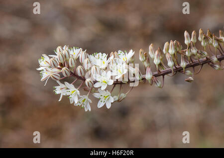 Drimia maritima, sea squill, sea onion, plant in flower, Andalusia, Spain. Stock Photo