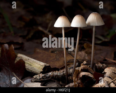 Grooved bonnet toadstool, mushroom. Mycena polygramma. Beautiful autumn nature detail, background. Stock Photo