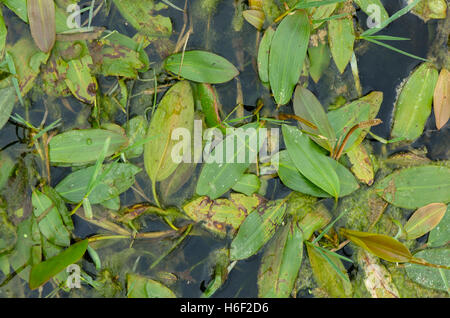 Loddon Pondweed Longleaf Pondweed Long Leaved Pondweed Potamogeton loddon-pondweed-longleaf-pondweed-long-leaved-pondweed-potamogeton