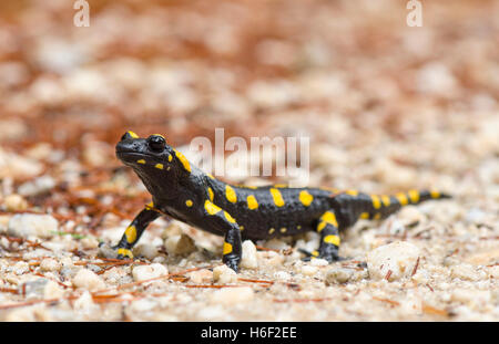 European fire salamander (Salamandra salamandra longirostris) Salamandra bética, after rain, Andalusia, Spain. Stock Photo