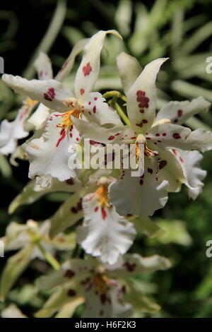 Gorgeous vertical image of colorful exotic orchids in landscaped tropical garden, the pride and joy of gardeners everywhere. Stock Photo