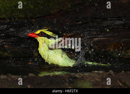 Common Green Magpie (Cissa chinensis chinensis) adult bathing in forest pool  near Kaeng Krachan NP, Thailand          November Stock Photo