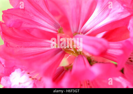Rhododendron Racemosum - Rock Rose Jane Ann Butler Photography JABP1669 Stock Photo