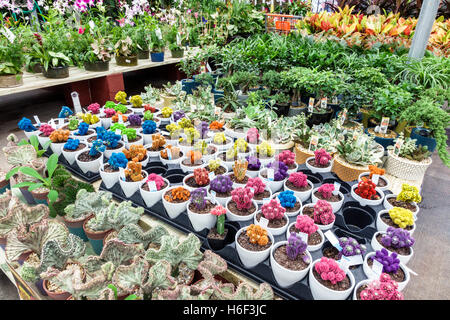 Miami Florida,Aventura,Home Depot,improvement,display sale garden department,cactus,FL160830021 Stock Photo