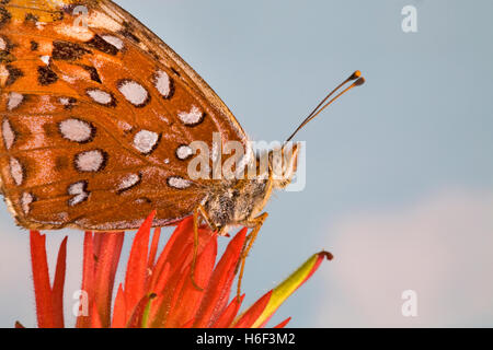 A fritillary butterfly looking for nectar in an Indian paintbrush wildflower along the upper Deschutes River in central Oregon. Stock Photo