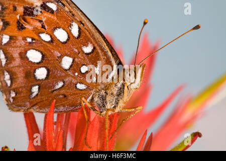 A fritillary butterfly looking for nectar in an Indian paintbrush wildflower along the upper Deschutes River in central Oregon. Stock Photo