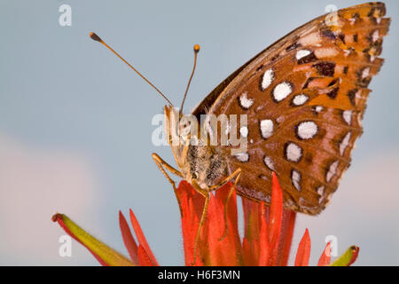 A fritillary butterfly looking for nectar in an Indian paintbrush wildflower along the upper Deschutes River in central Oregon. Stock Photo