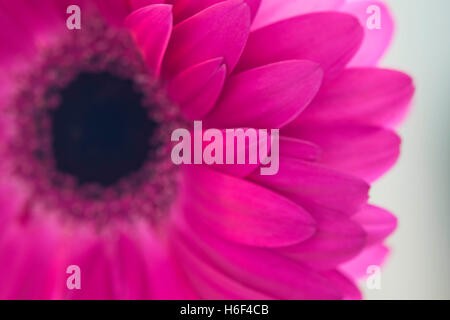 Petals of a Bright Pink Gerbera Stock Photo