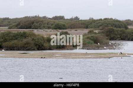 Ten great white egrets flock together on the edge of water in the UK, with two little egrets in attendance Stock Photo