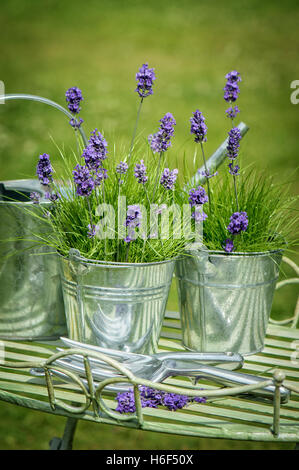 Pots of lavender with watering can in the garden Stock Photo
