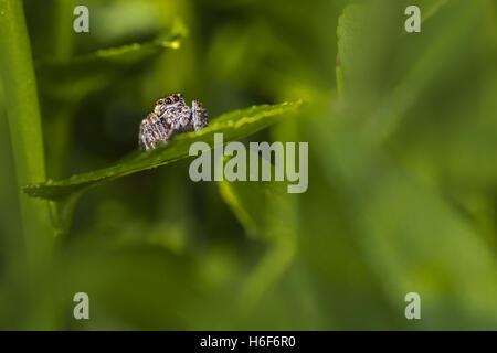 Portrait of a zebra spider Stock Photo