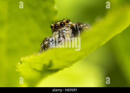 Portrait of a zebra spider Stock Photo