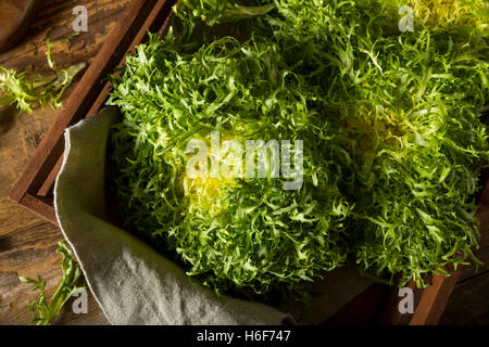 Raw Green Organic Frisee Lettuce Ready to Eat Stock Photo