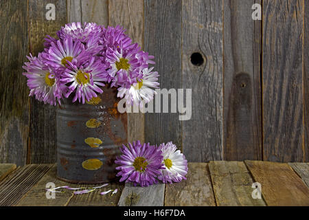 purple fall mums in rusty tin can on rustic barn wood Stock Photo