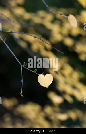 Cercidiphyllum japonicum f miquelianum. Katsura tree leaf in autumn Stock Photo