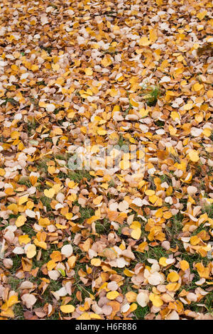 Yellow orange leaves of katsura tree Cercidiphyllaceae Cercidiphyllum ...