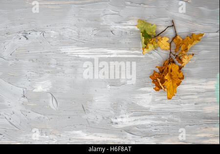 Yellow oak leaves on rustic texture. Autumn minimal background Stock Photo