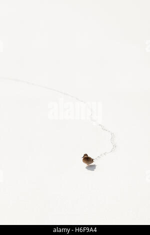 Female mallard walking on snow covered ice leaving footprints in the white snow Stock Photo