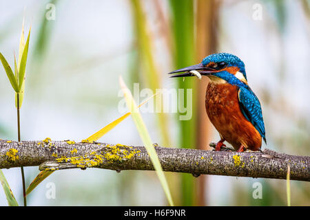 Kingfisher feeding at the RSPB Reserve , Old Moor. Stock Photo