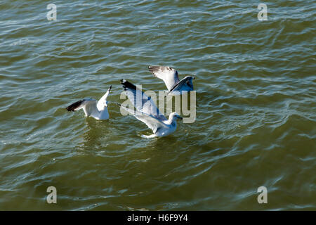 A flock of seagulls flying over calm river water. Stock Photo