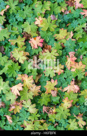 Geranium macrorrhizum 'Ingwersen's Variety'. Geranium 'Ingwersen's Variety' leaves in autumn Stock Photo