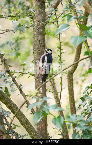 great spotted woodpecker perched on branch Stock Photo