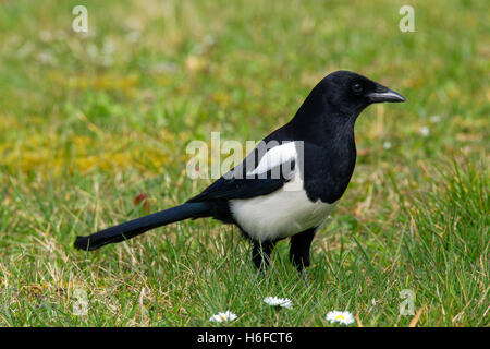 Eurasian magpie / common magpie (Pica pica) foraging in meadow Stock Photo
