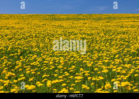 Common dandelions (Taraxacum officinale) flowering in field in spring Stock Photo