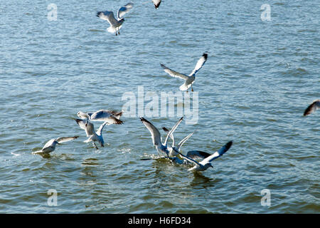 A flock of seagulls flying over calm river water. Stock Photo