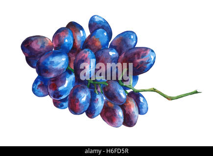 Bunch of black fresh grapes. Hand drawn watercolor painting on white background. Stock Photo