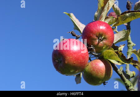 Apples on tree blue sky. Ripe heritage variety apples, moist with dew drops, in an English orchard on a beautiful October day, Nottinghamshire, UK Stock Photo