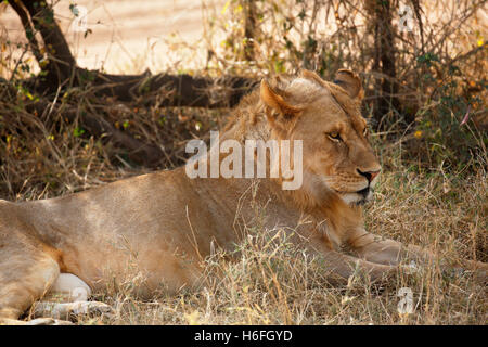 African lion (Panthera leo), young male resting in shade in midday heat, Serengeti National Park, Tanzania Stock Photo